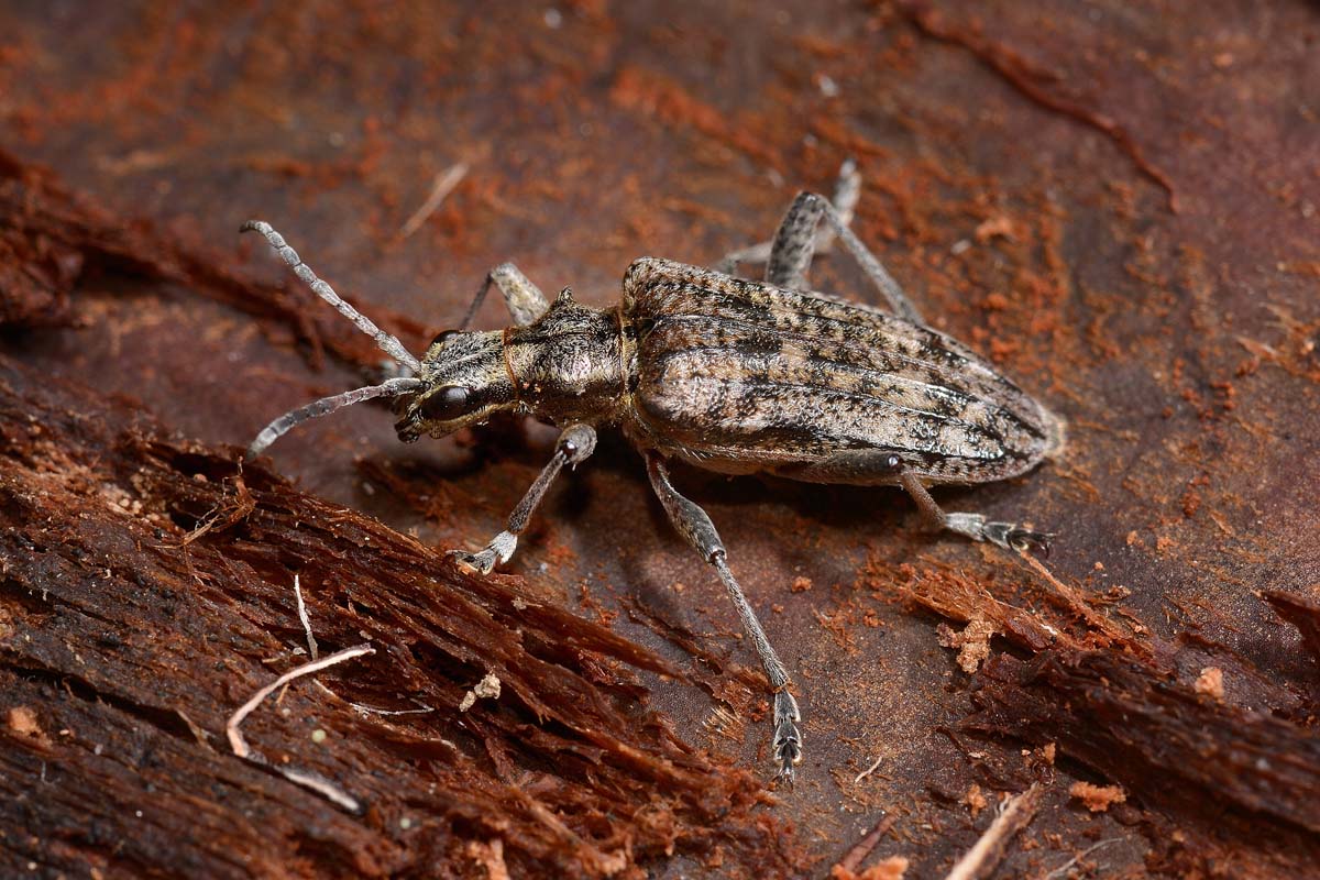Cerambicidae: Rhagium inquisitor?  Sì, femmina